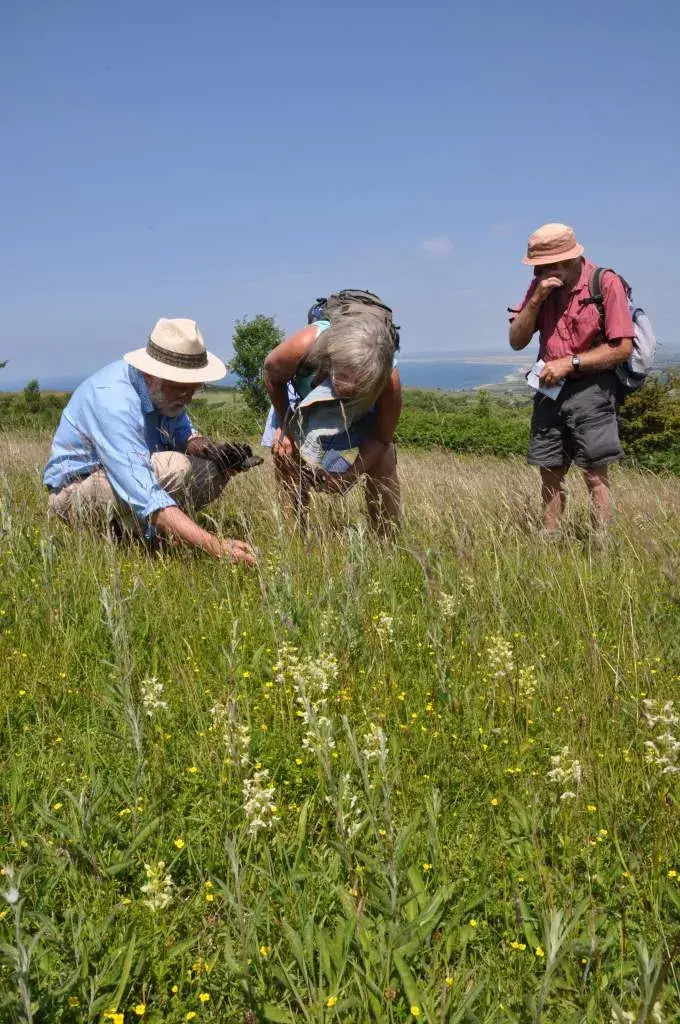 Plantlife Volunteer With Us Butterfly Orchids Cae Blaen Dyffryn