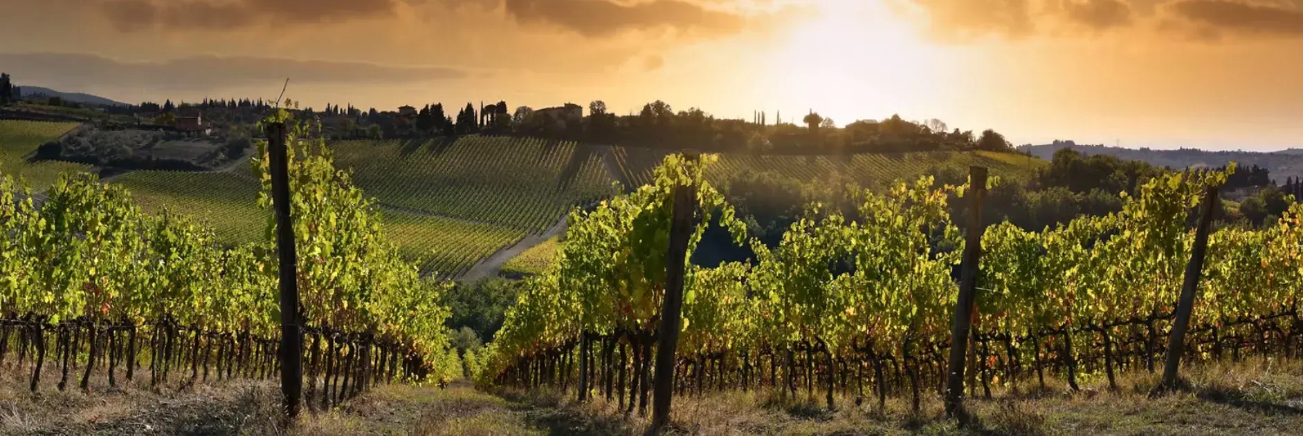 Vinity Wines Hero 2.Png