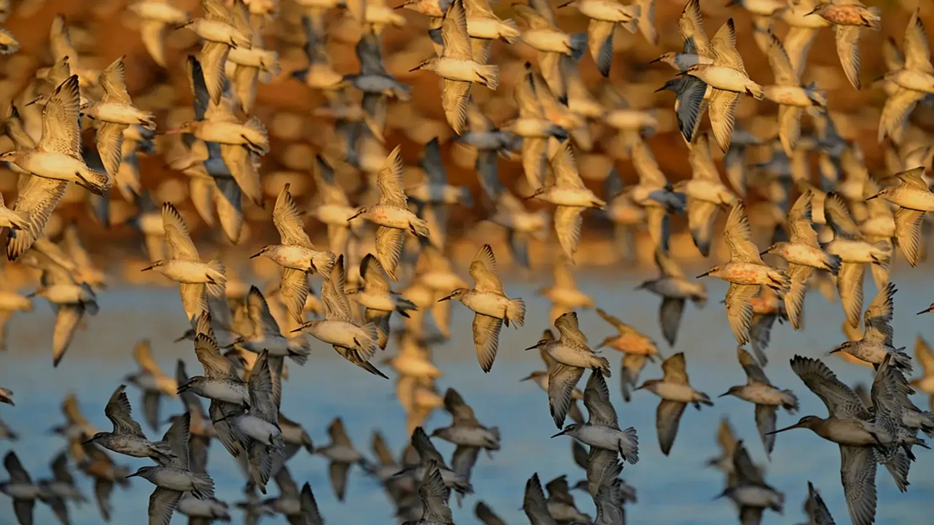 RSPB Hero